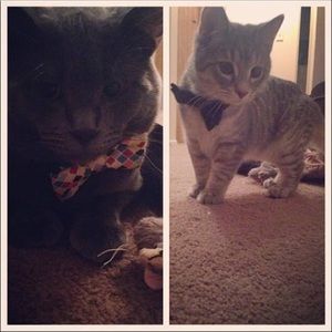 Meet your Posher, Ali